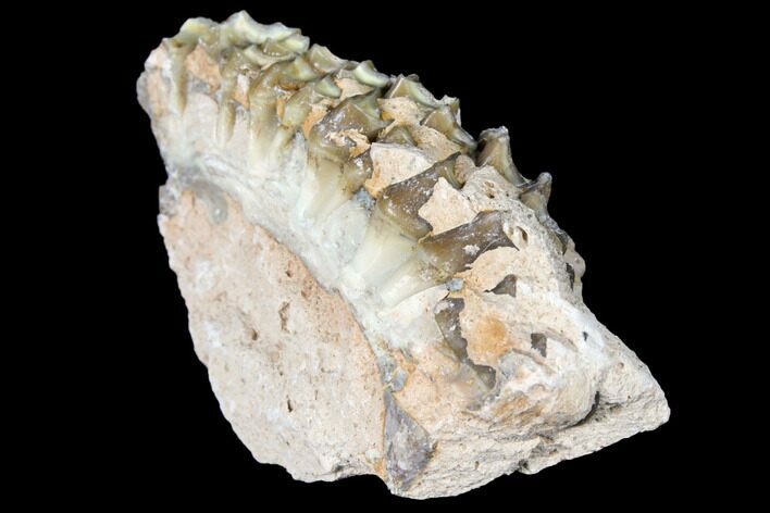 Oreodont (Merycoidodon) Jaw Section - South Dakota #128120